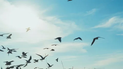 Seagulls on a Seaside beach Stock Footage 299817224