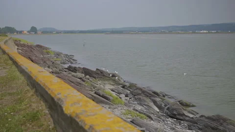 Seagulls on the seaside Stock Footage 211879039