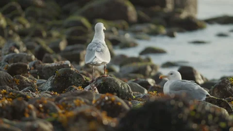 Seagulls at seaside Stock Footage 297922803