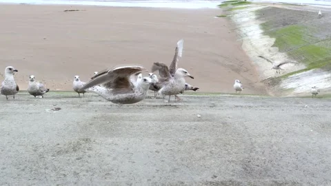 Seagulls On Seaside Steps Video stock 193524146