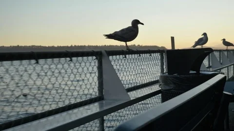 Seagulls On A Seattle Pier Video stock 77476795