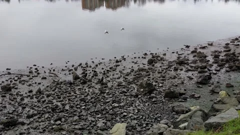 Seagulls at Selkirk Trestle Vídeo Stock 174546271