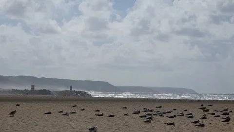Seagulls Settled on Beach Whilst Waves Crash In Video stock 104863275