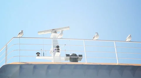 Seagulls on a ship Stock Footage 53516504