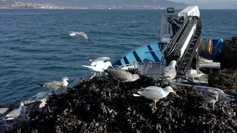 Seagulls on a ship Stock-Footage 171087944