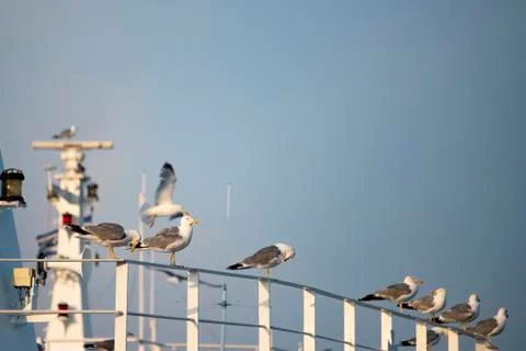 Seagulls on a ship Stock Photos