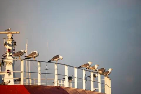 Seagulls on a ship Stock Photos