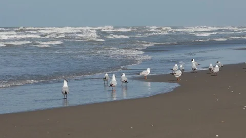 Seagulls on the shore of the Caspian Sea in Iran Stock Footage