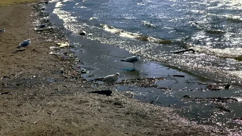 Seagulls on a Shore Coast. 4k. Stock Footage 149384145
