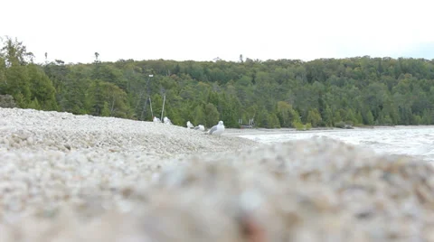 Seagulls on shore 스톡 동영상 35356587