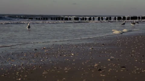 Seagulls on the shore Stock Footage 40007413