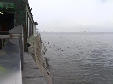 Seagulls at the shore. Vídeo Stock 72622346