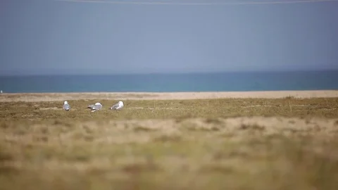 Seagulls on the shore Video stock 77205452