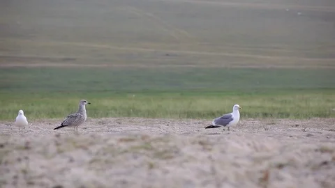 Seagulls on the shore Stock Footage 77205511