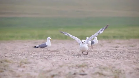 Seagulls on the shore Stock Footage 77205836