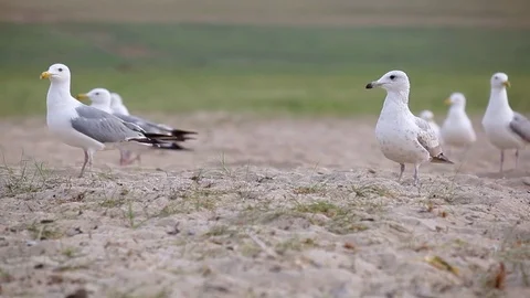 Seagulls on the shore Stockbeeldmateriaal 77205950