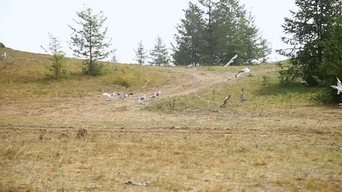 Seagulls on the shore Stock Footage 77206122