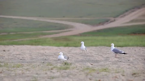 Seagulls on the shore Video stock 77219178