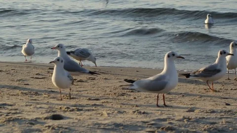 Seagulls on the shore Video stock 80986677