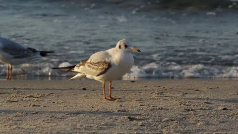 Seagulls on the shore Stock Footage 81293009