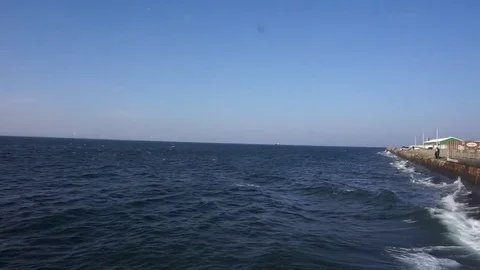 Seagulls at the shore Vídeo Stock 83901071