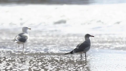 Seagulls on the shore Stock Footage 88082177