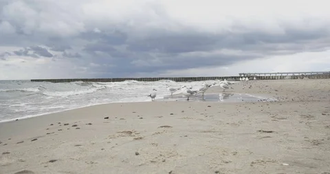 Seagulls On The Shore Stock Footage 97823357