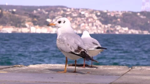 Seagulls on the Shore Stock Footage 241244454