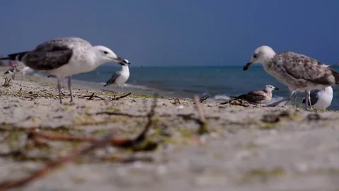 Seagulls on the shore of the ocean Stock Footage 74672932