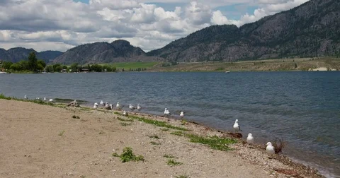 Seagulls on the Shore of Osoyoos Lake 3 Stock Footage