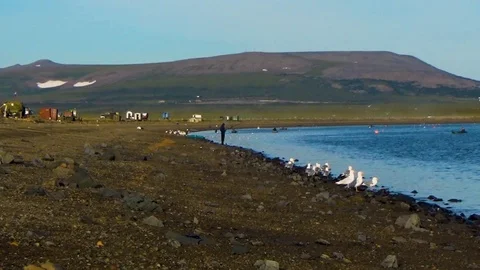 Seagulls on the shore waiting for the catch Stock Footage 100229710