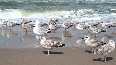 Seagulls on the shoreline Stock Footage 308069387