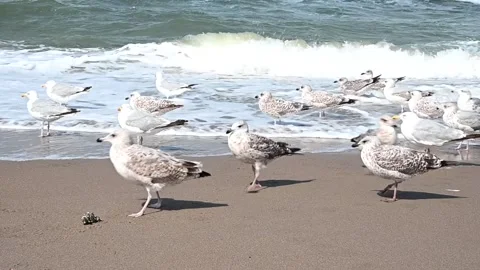 Seagulls on the shoreline Stock Footage 308069388