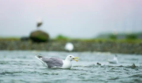 Seagulls shuttle back and forth in the river for food. There's salmon around. Stock Photos