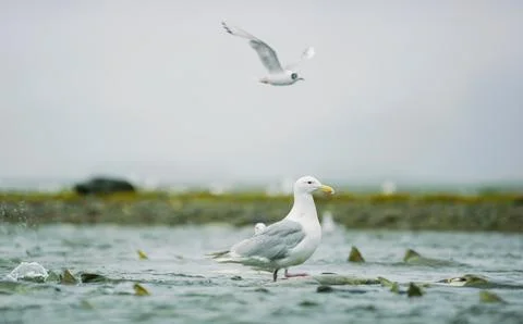 Seagulls shuttle back and forth in the river for food. There's salmon around. Stock Photos