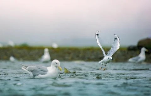 Seagulls shuttle back and forth in the river for food. There's salmon around. Stock Photos