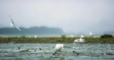 Seagulls shuttle back and forth in the river for food. There's salmon around. Foto stock