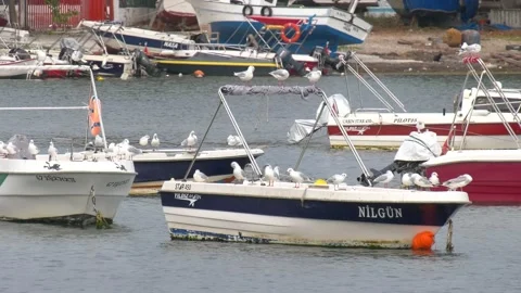 Seagulls sit on boats Stock Footage 219014146