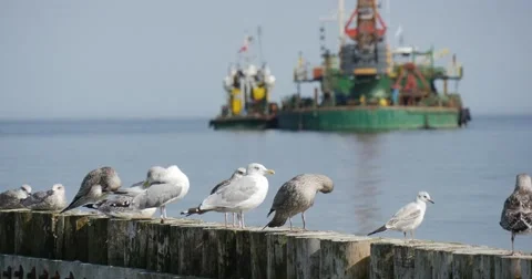 Seagulls Sit On The Breakwater In The Foreground Close View Barge Works At The Stock Footage 54226295