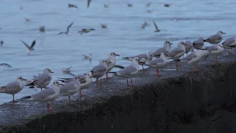 Seagulls sit on a concrete structure on the seashore Stock Footage 224155790