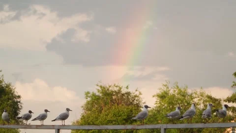 Seagulls sit on the old bridge. There is a rainbow in the sky. A flock of birds. Stock Footage 246868562