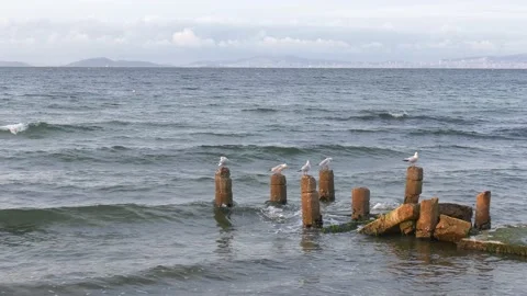 Seagulls sit on poles Stock Footage 218981672