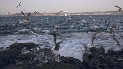Seagulls sit on the rocks and bake bread Stock Footage 220787117