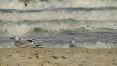Seagulls sit on the shore in the background of the waves and fly away. Stock Footage 80571648