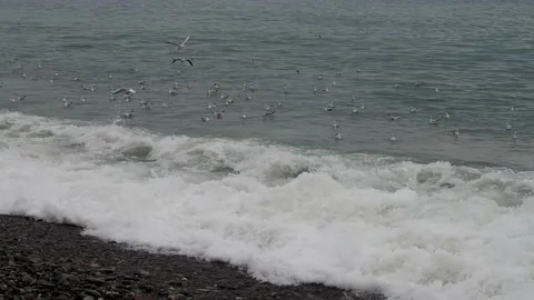 Seagulls sit on the waves. Cloudy weather. Out of season at the resort. Birds be Stock Footage 232335792