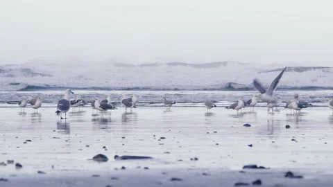 Seagulls sitting on the beach with large waves crashing behind them Stock Footage 148284859