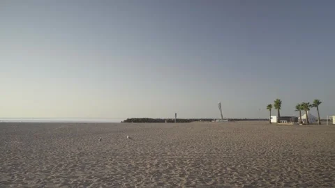 Seagulls sitting on Empty Sandy Beach with distant Palm Trees France Stock Footage 342438284