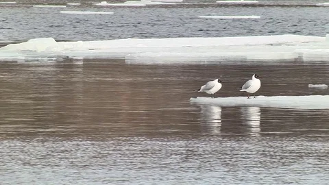 Seagulls sitting on a floating ice floe Stock Footage 74257516