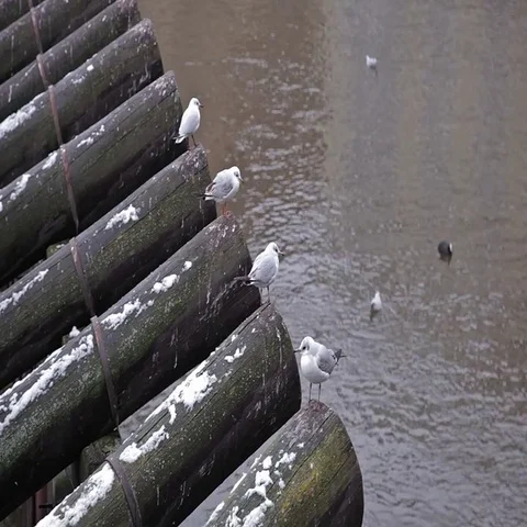 Seagulls sitting on the logs. Stock Footage 69424298