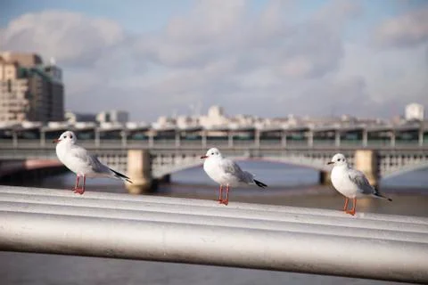 Seagulls sitting on millenium bridge in london. Stock Photos